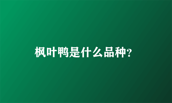 枫叶鸭是什么品种？