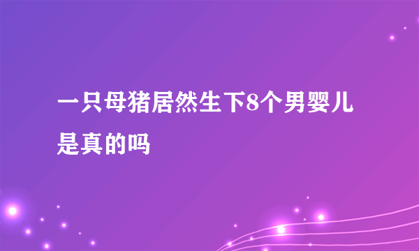 一只母猪居然生下8个男婴儿 是真的吗