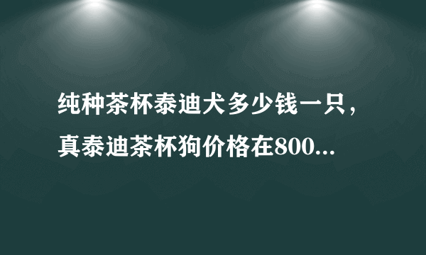 纯种茶杯泰迪犬多少钱一只，真泰迪茶杯狗价格在8000元以上