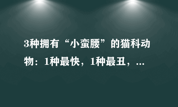 3种拥有“小蛮腰”的猫科动物：1种最快，1种最丑，1种最高挑