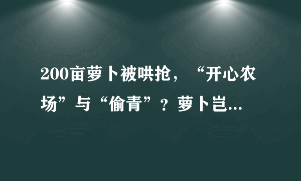 200亩萝卜被哄抢，“开心农场”与“偷青”？萝卜岂是想拔就拔？