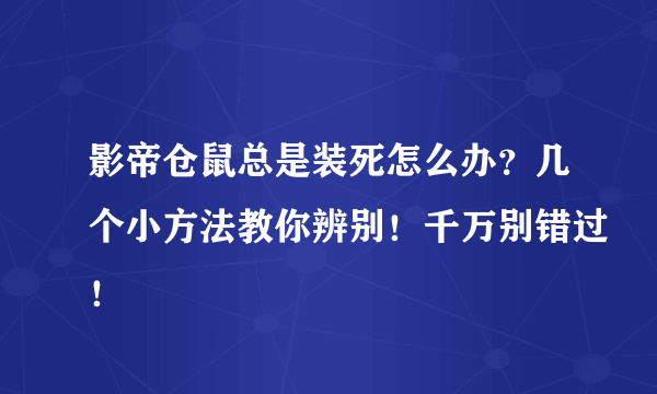 影帝仓鼠总是装死怎么办？几个小方法教你辨别！千万别错过！