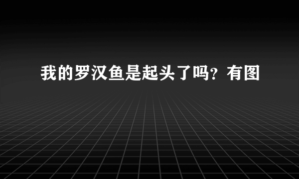 我的罗汉鱼是起头了吗？有图