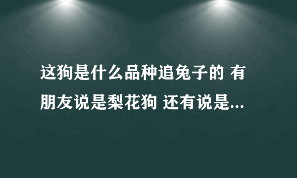 这狗是什么品种追兔子的 有朋友说是梨花狗 还有说是细狗 到底是什么后？ 是不是有点偏瘦 为什么好？