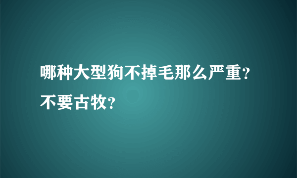 哪种大型狗不掉毛那么严重？不要古牧？