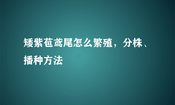 矮紫苞鸢尾怎么繁殖，分株、播种方法