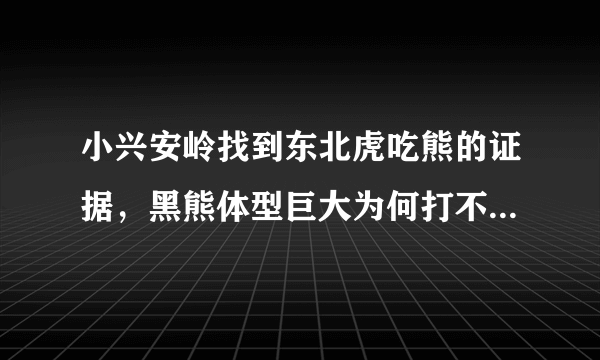 小兴安岭找到东北虎吃熊的证据，黑熊体型巨大为何打不过老虎？