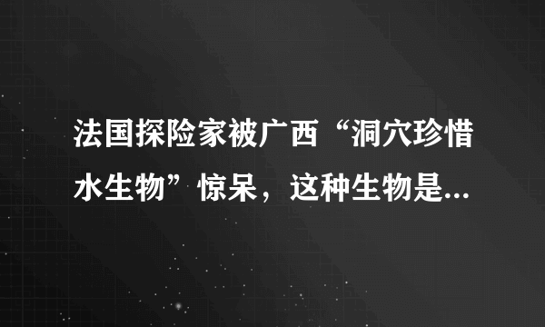 法国探险家被广西“洞穴珍惜水生物”惊呆，这种生物是什么来头？