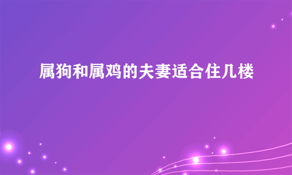 属狗和属鸡的夫妻适合住几楼