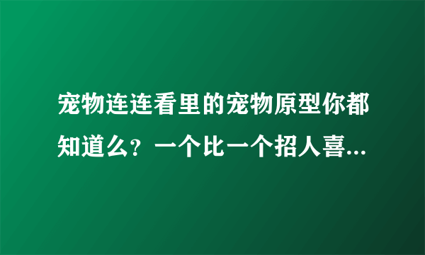 宠物连连看里的宠物原型你都知道么？一个比一个招人喜欢，还有它