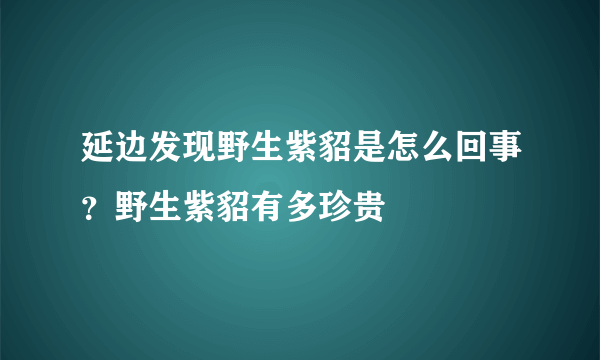 延边发现野生紫貂是怎么回事？野生紫貂有多珍贵