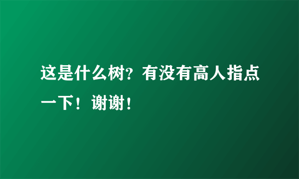 这是什么树？有没有高人指点一下！谢谢！