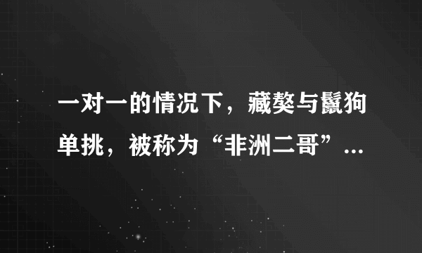 一对一的情况下，藏獒与鬣狗单挑，被称为“非洲二哥”的鬣狗有胜算吗？