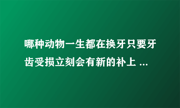 哪种动物一生都在换牙只要牙齿受损立刻会有新的补上 蚂蚁庄园答题攻略