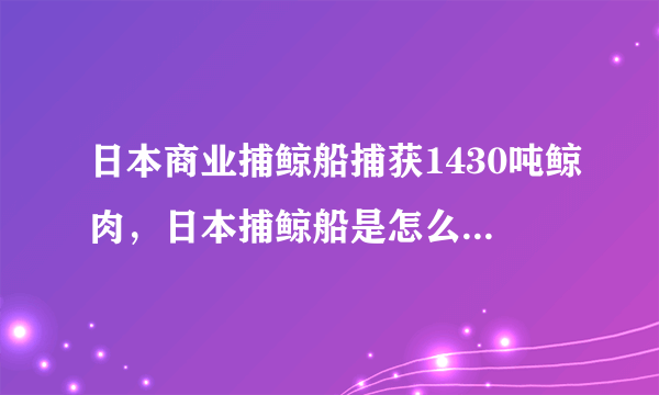 日本商业捕鲸船捕获1430吨鲸肉，日本捕鲸船是怎么捕鲸鱼的？