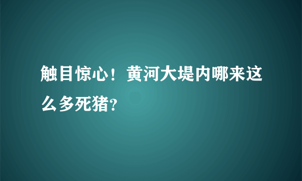 触目惊心！黄河大堤内哪来这么多死猪？