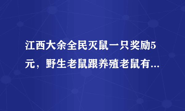 江西大余全民灭鼠一只奖励5元，野生老鼠跟养殖老鼠有何区别？