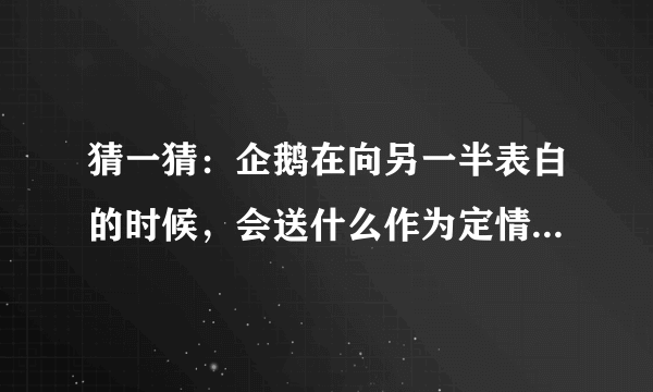 猜一猜：企鹅在向另一半表白的时候，会送什么作为定情信物 蚂蚁庄园8月4日答案最新