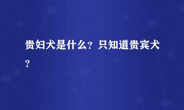 贵妇犬是什么？只知道贵宾犬？