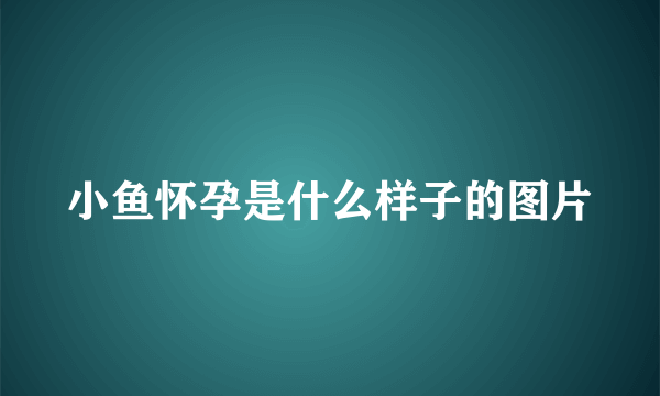 小鱼怀孕是什么样子的图片