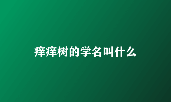 痒痒树的学名叫什么