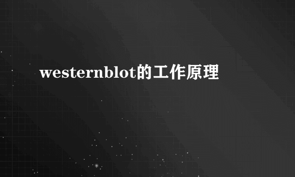 westernblot的工作原理