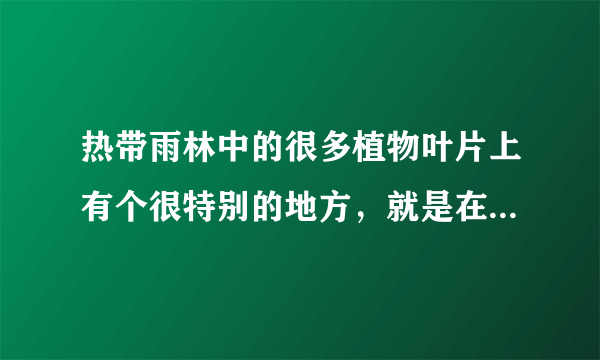 热带雨林中的很多植物叶片上有个很特别的地方，就是在叶片顶端会拖出一根细长的尖“尾巴”，植物学家称它为（）。