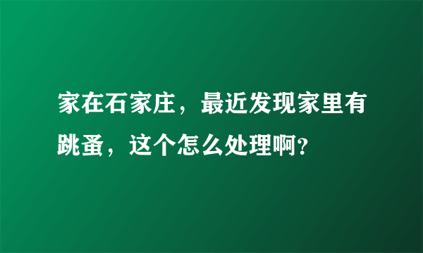 家在石家庄，最近发现家里有跳蚤，这个怎么处理啊？