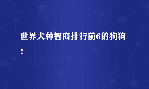 世界犬种智商排行前6的狗狗！