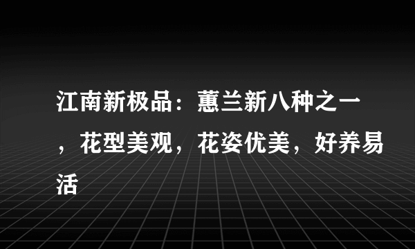 江南新极品：蕙兰新八种之一，花型美观，花姿优美，好养易活