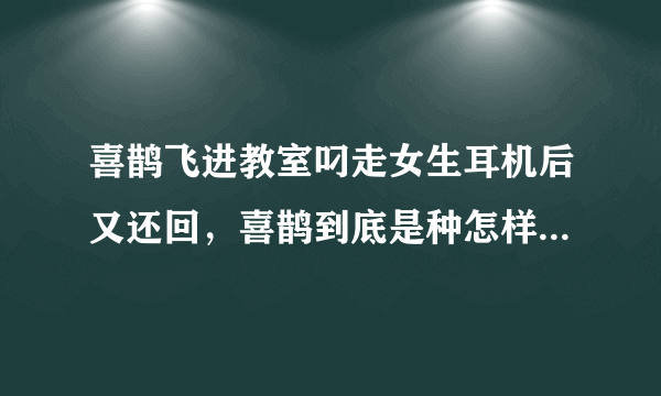 喜鹊飞进教室叼走女生耳机后又还回，喜鹊到底是种怎样的生物？