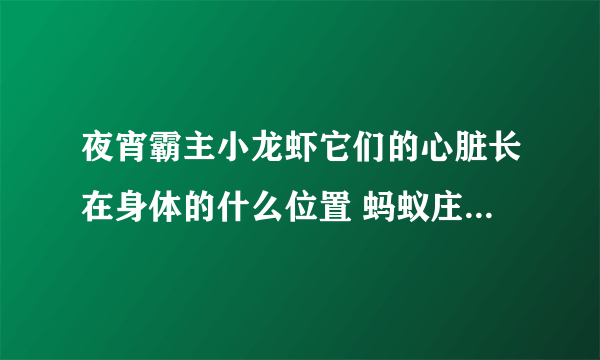 夜宵霸主小龙虾它们的心脏长在身体的什么位置 蚂蚁庄园今日答案7月9日