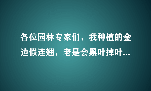 各位园林专家们，我种植的金边假连翘，老是会黑叶掉叶，每次都是白种，小弟不懂，希望高人指点，谢谢了！