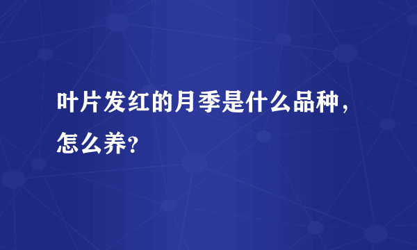 叶片发红的月季是什么品种，怎么养？