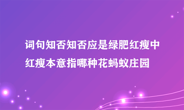 词句知否知否应是绿肥红瘦中红瘦本意指哪种花蚂蚁庄园