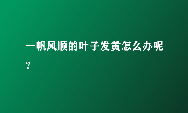 一帆风顺的叶子发黄怎么办呢？