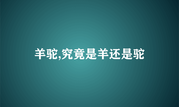 羊驼,究竟是羊还是驼