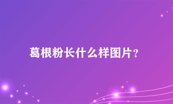 葛根粉长什么样图片？