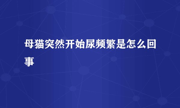 母猫突然开始尿频繁是怎么回事