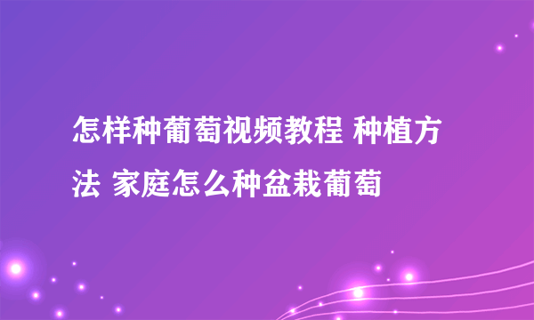 怎样种葡萄视频教程 种植方法 家庭怎么种盆栽葡萄