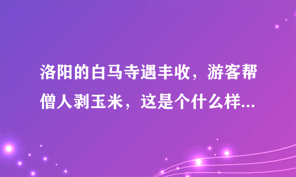 洛阳的白马寺遇丰收，游客帮僧人剥玉米，这是个什么样的场景？