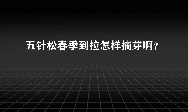 五针松春季到拉怎样摘芽啊？