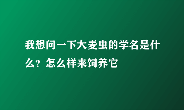 我想问一下大麦虫的学名是什么？怎么样来饲养它