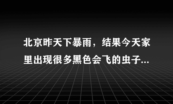 北京昨天下暴雨，结果今天家里出现很多黑色会飞的虫子，跟蟑螂很像，怎么办啊。。？