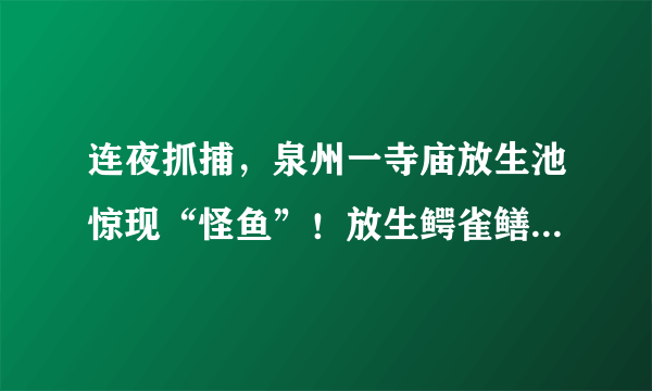 连夜抓捕，泉州一寺庙放生池惊现“怪鱼”！放生鳄雀鳝会有哪些危害？