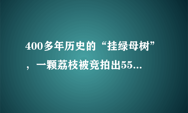 400多年历史的“挂绿母树”，一颗荔枝被竞拍出55万，你是怎么看待？