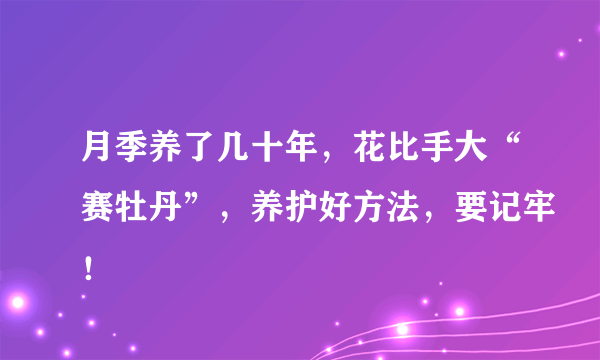 月季养了几十年，花比手大“赛牡丹”，养护好方法，要记牢！