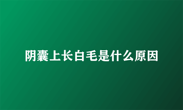 阴囊上长白毛是什么原因