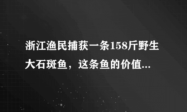 浙江渔民捕获一条158斤野生大石斑鱼，这条鱼的价值有多高？