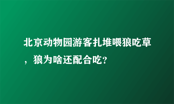 北京动物园游客扎堆喂狼吃草，狼为啥还配合吃？